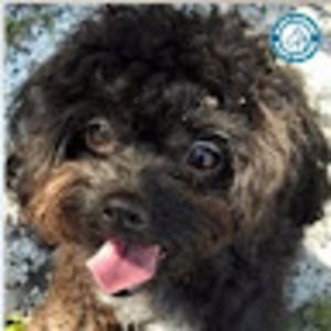 Meet your Posher, Steve